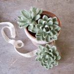 succulente di carta crespa decorative