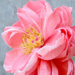 Peonia di carta crespa - immagine 3